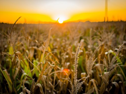 Fuerte descenso de la producción argentina de maíz por la sequía