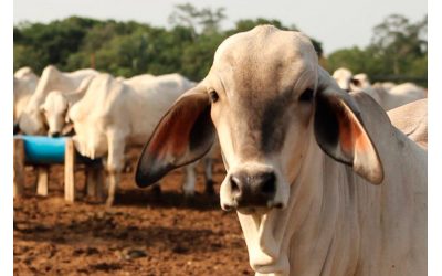 Fedenaga: “Este 2022 las exportaciones de ganado fueron bajas en comparación a años anteriores”