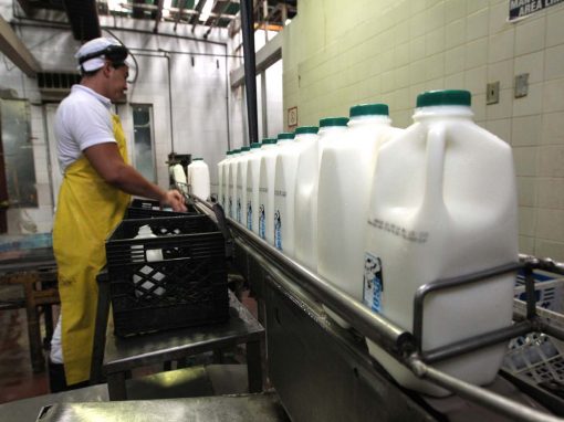 <strong>Producción de leche en el país está cerca de los 6 millones de litros diario</strong>