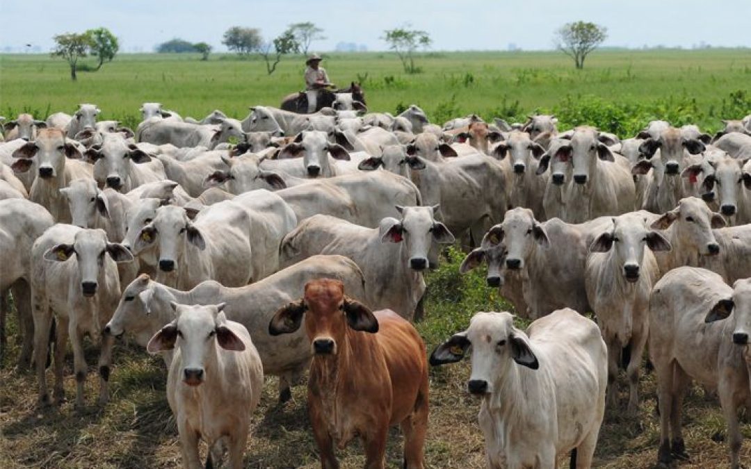Presidente de Asogata: Esperamos que este año se abran las exportaciones de ganado al Medio Oriente