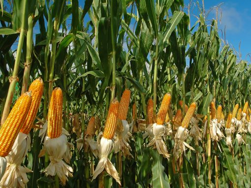 Productores de Guárico generan propuestas para fortalecer rendimiento de arroz y maíz