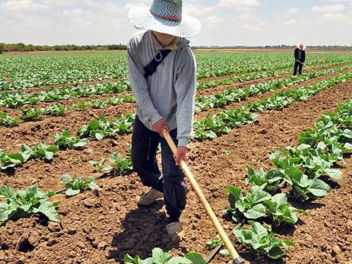 Fedeagro: Temperaturas extremas podrían afectar la actividad agrícola