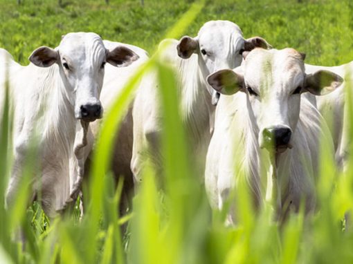 <strong>Precio del ganado se ve afectado por «mafias» en la cadena de comercialización</strong>
