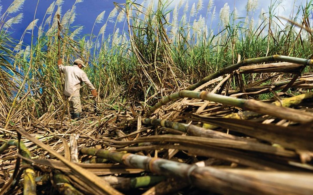 Se estima que producción de caña de azúcar en Venezuela suba 18 % en 2022