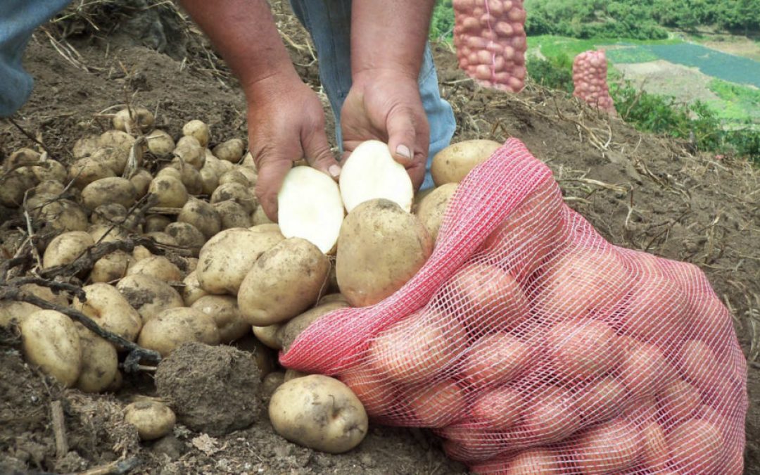Productores de papa se dirigirán a Caracas si no paralizan el ingreso de hortalizas colombianas