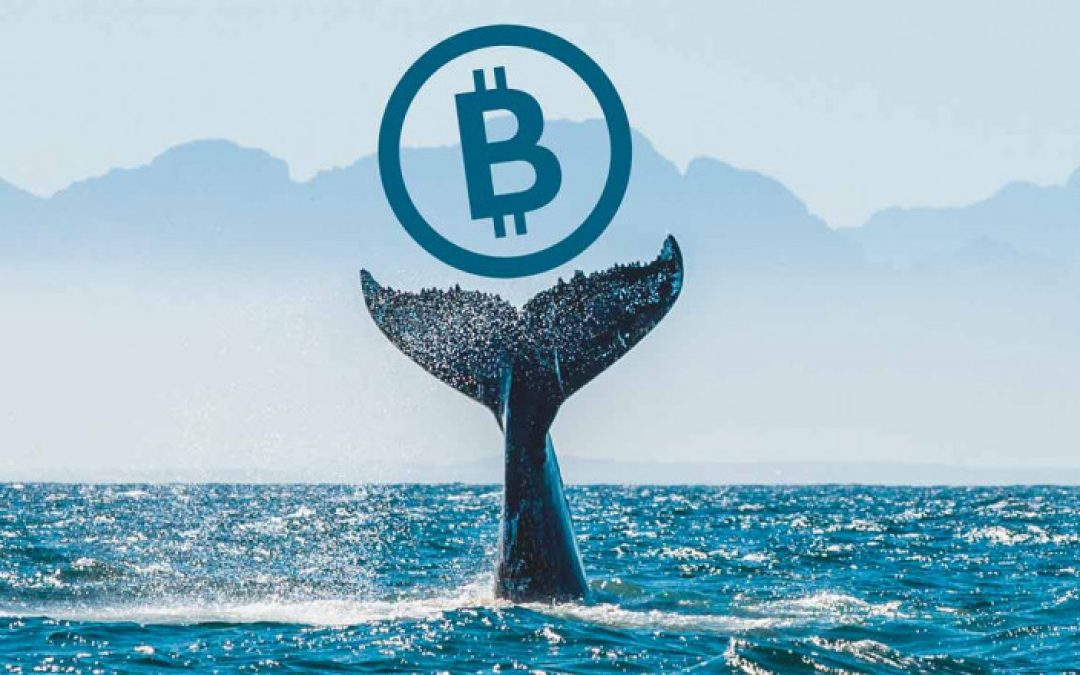 Las ballenas del bitcoin siguen vendiendo mientras las ‘criptos’ están en mínimos