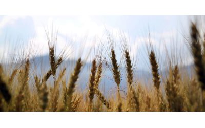 Los futuros del trigo retroceden tras acercarse a máximos de tres meses en Chicago
