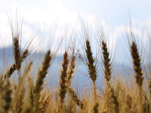 Los futuros del trigo retroceden tras acercarse a máximos de tres meses en Chicago