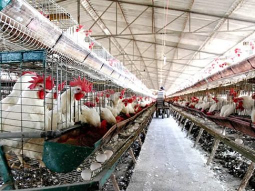 <strong>Brasil prohíbe ferias y exposiciones con aves para evitar la gripe aviar</strong>