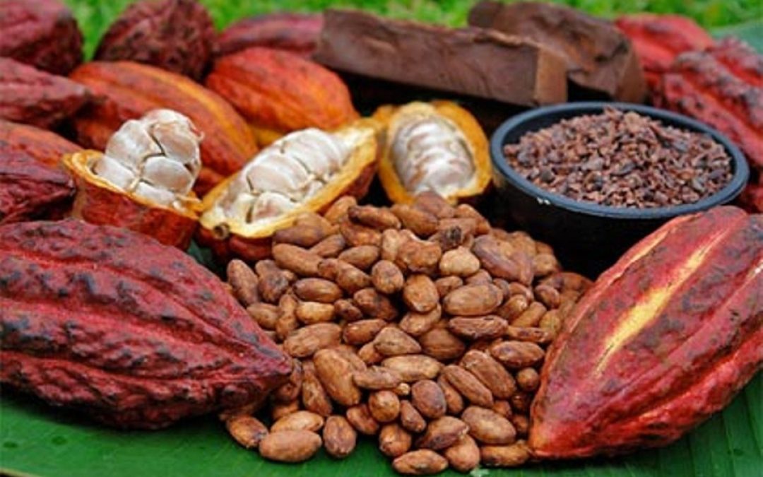 Venezuela exportó más de 300 toneladas de cacao a Estonia e Indonesia