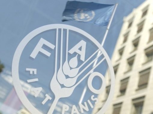 Según FAO, precios mundiales de alimentos bajaron para mes de febrero