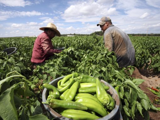 México: precios al productor registraron avance de 10.35% anual