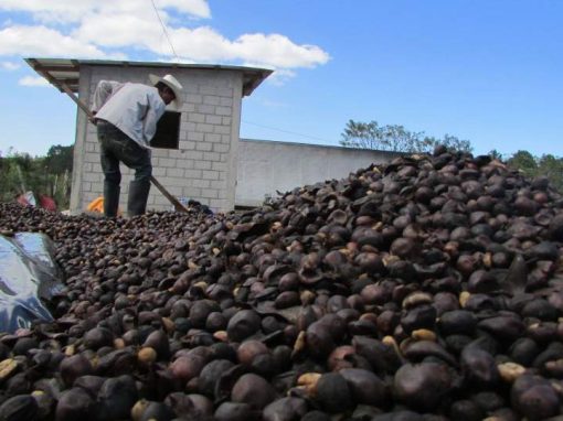 El precio del café se modera en el último año con previsión de más producción