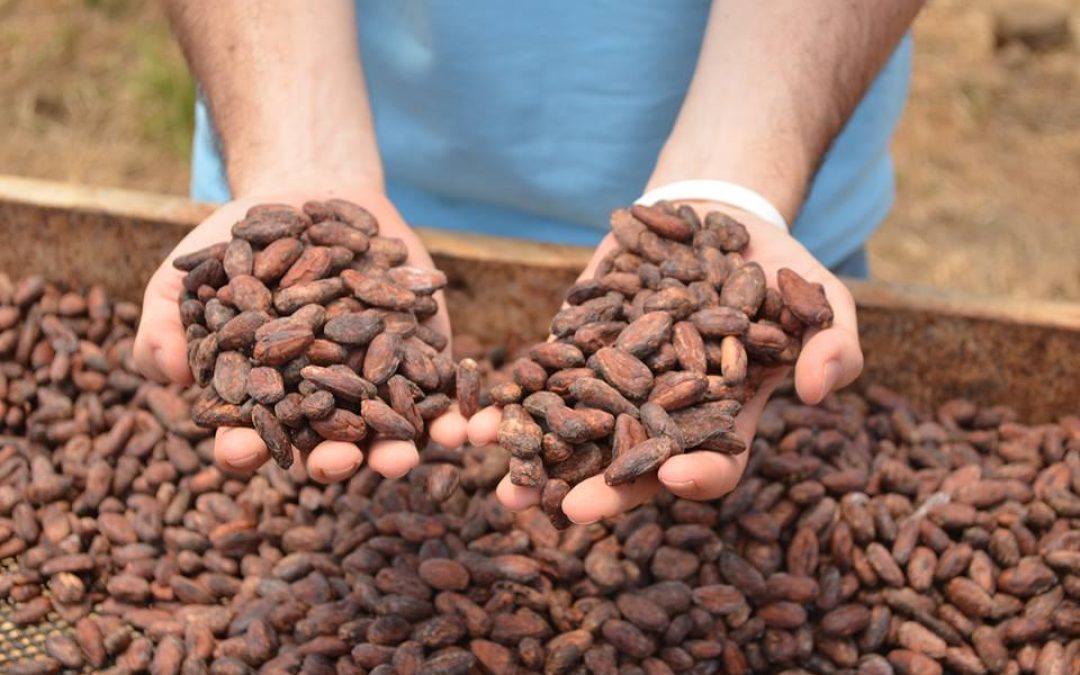 Autorizan a productores de cacao Chuao usar su Denominación de Origen