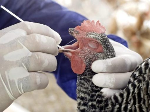 La UE limita la entrada de aves de corral de Canadá, EE.UU. y Reino Unido por gripe aviar
