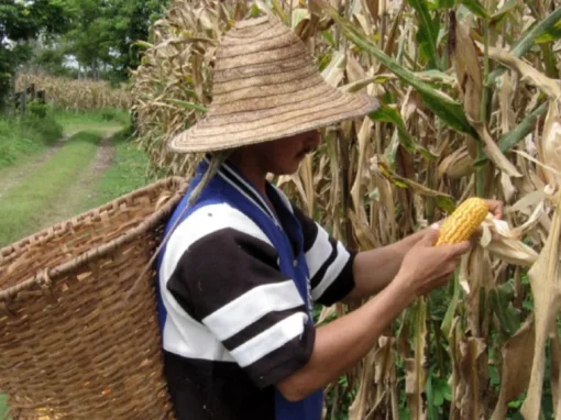 Agricultores de Brasil recogen casi un tercio de la segunda cosecha de maíz del año