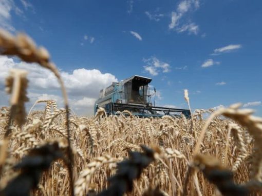 Cosecha de trigo de Ucrania 2022 se ha completado en un 98%
