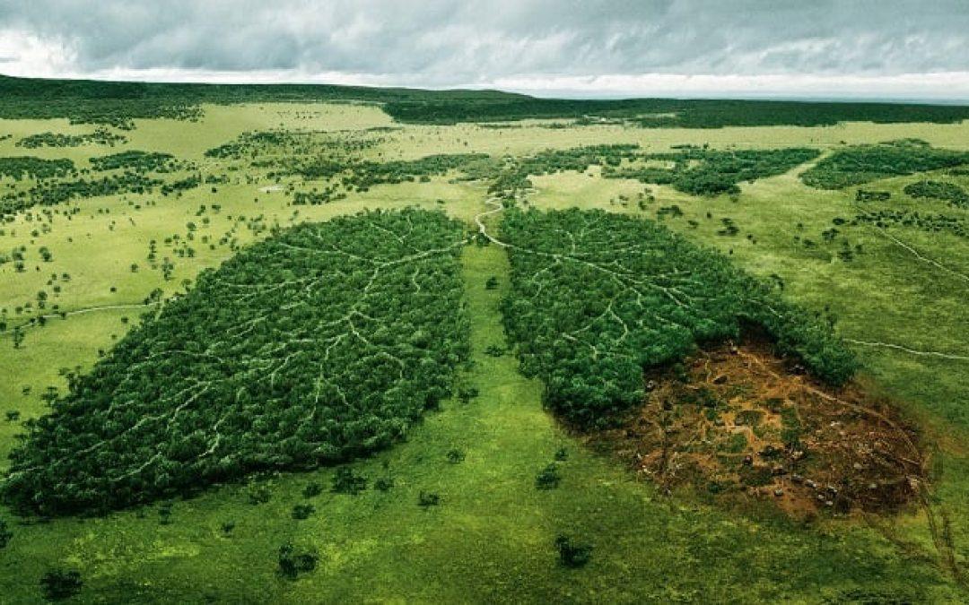 La deforestación de la Amazonia brasileña retrocede desde un máximo de 15 años