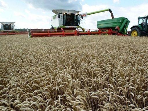 El trigo en EEUU cae a mínimo de tres meses por la competencia para las exportaciones
