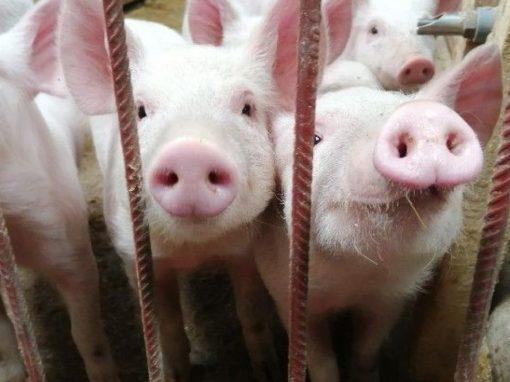 Falla eléctrica provoca muerte de cerdos y una pérdida de 10 millones de pesos en Argentina