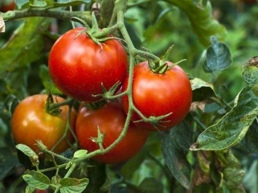 <strong>Ministro Castro Soteldo asegura buenos rendimientos de tomate en Portuguesa</strong>