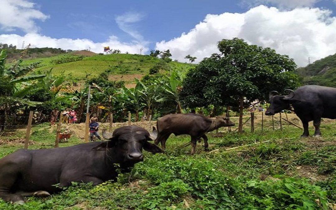 Venezuela se aproxima a exportar genética de ganado de búfalo