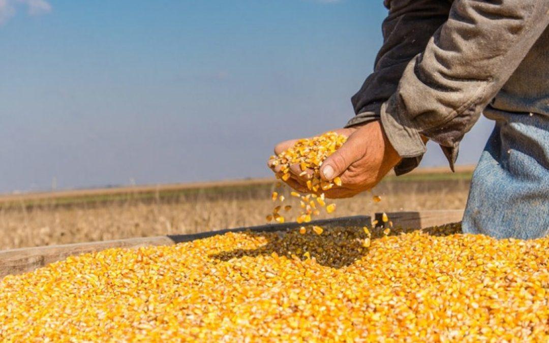 Escasez de diésel pone en riesgo cosecha de maíz en Portuguesa