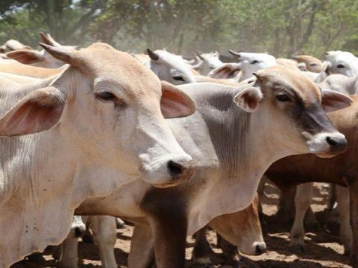 <strong>Aceleran inmunización de rebaños bovino y bufalinos contra aftosa en Monagas</strong>
