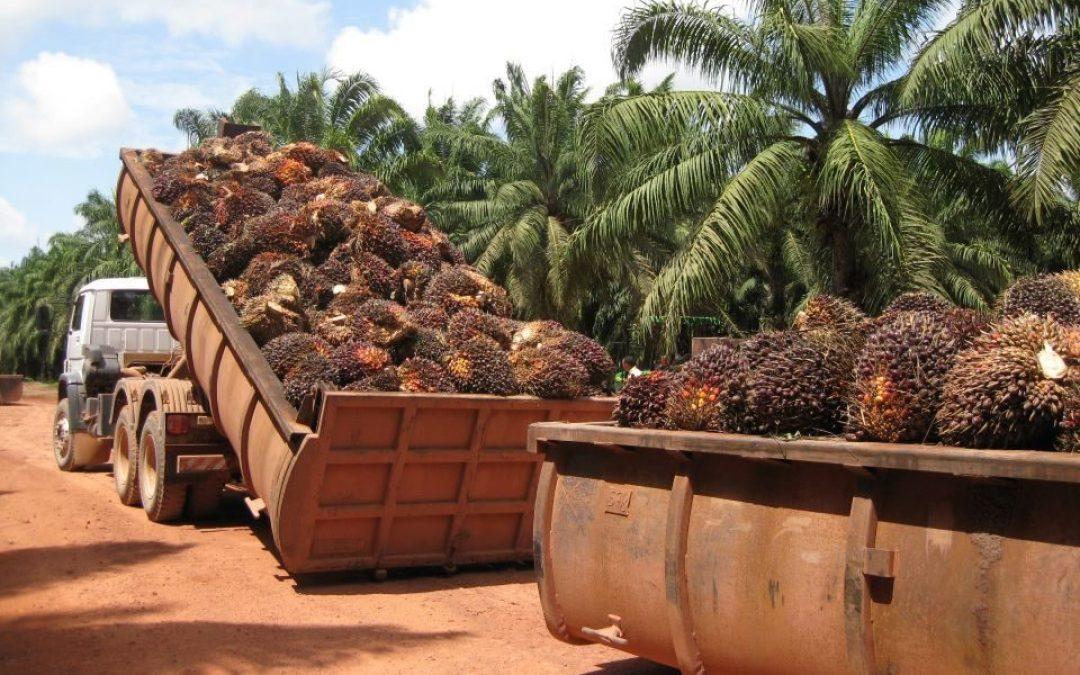Producción de palma aceitera cubre el 30% del consumo nacional