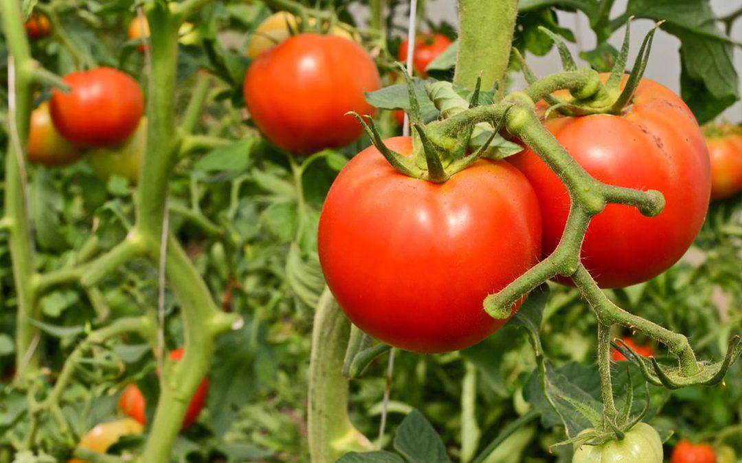 Isola Foods se alió con el Dividendo Voluntario para producir tomate